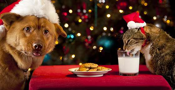Dog with a Santa hat in front of a plate of cookies and a cat licking milk out of a glass