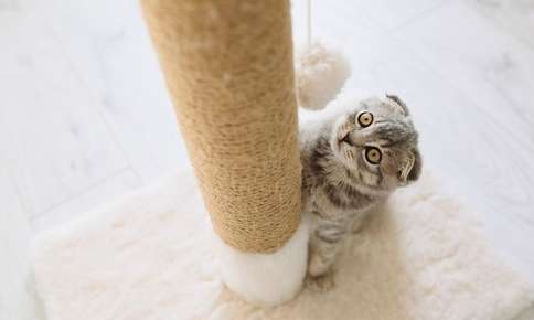 Cat with ears down looking at a scratching post