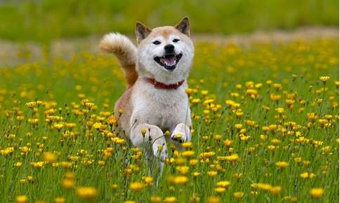 Shiba Inu running through a field of flowers
